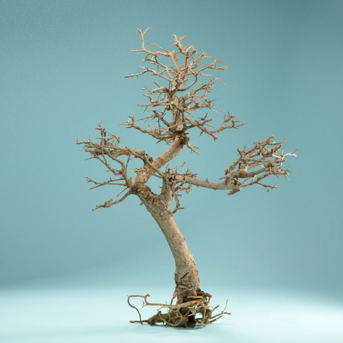 RAW SCAN Dead Bonsai Tree 9