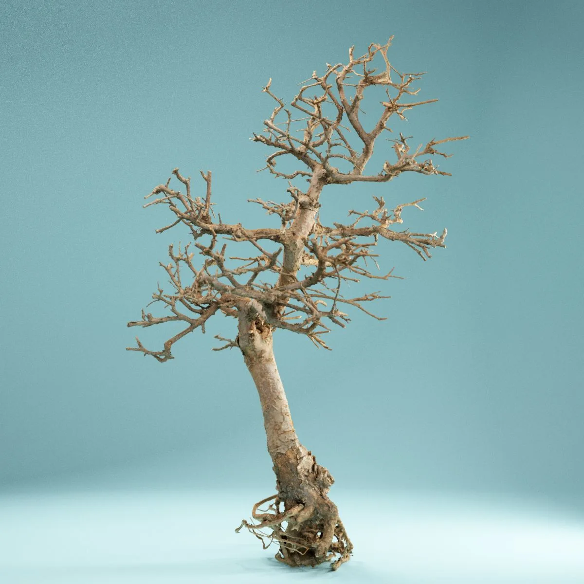 RAW SCAN Dead Bonsai Tree 9