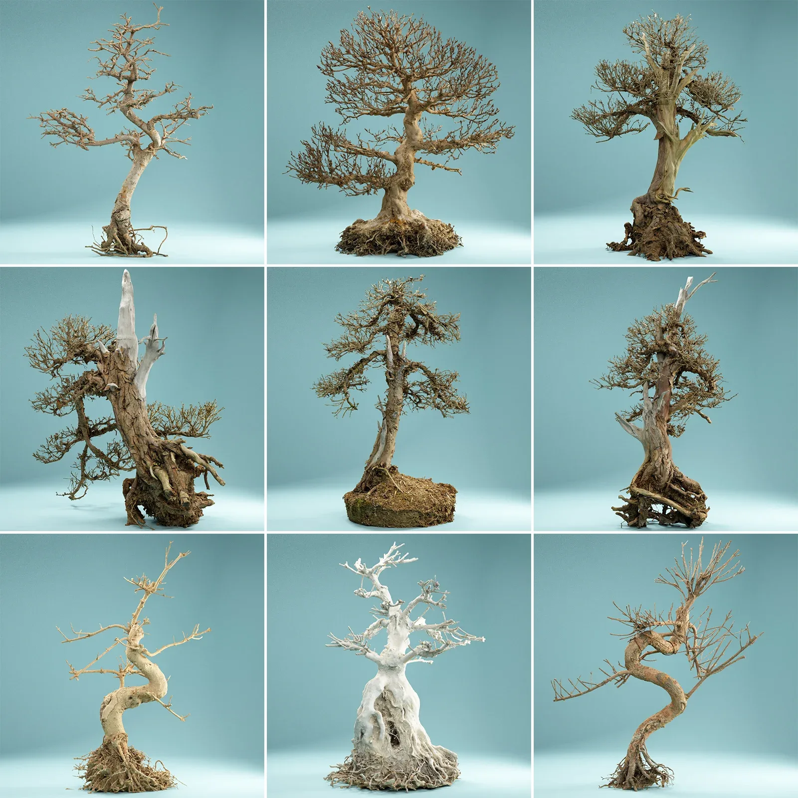 9 RAW SCAN Dead Bonsai Tree Collection