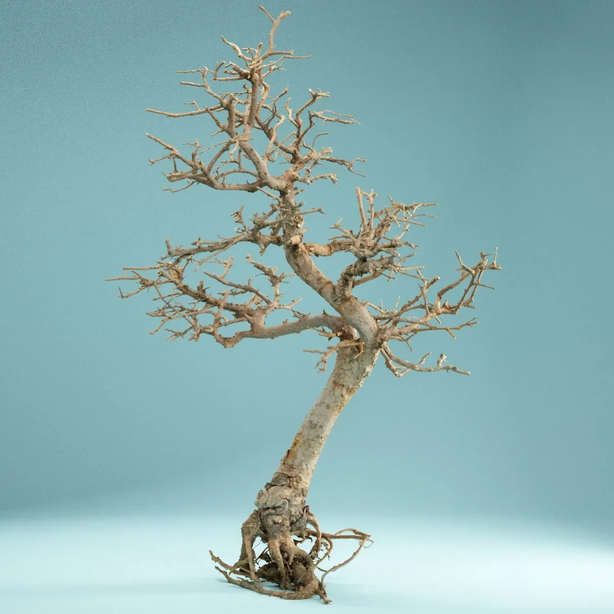 9 RAW SCAN Dead Bonsai Tree Collection