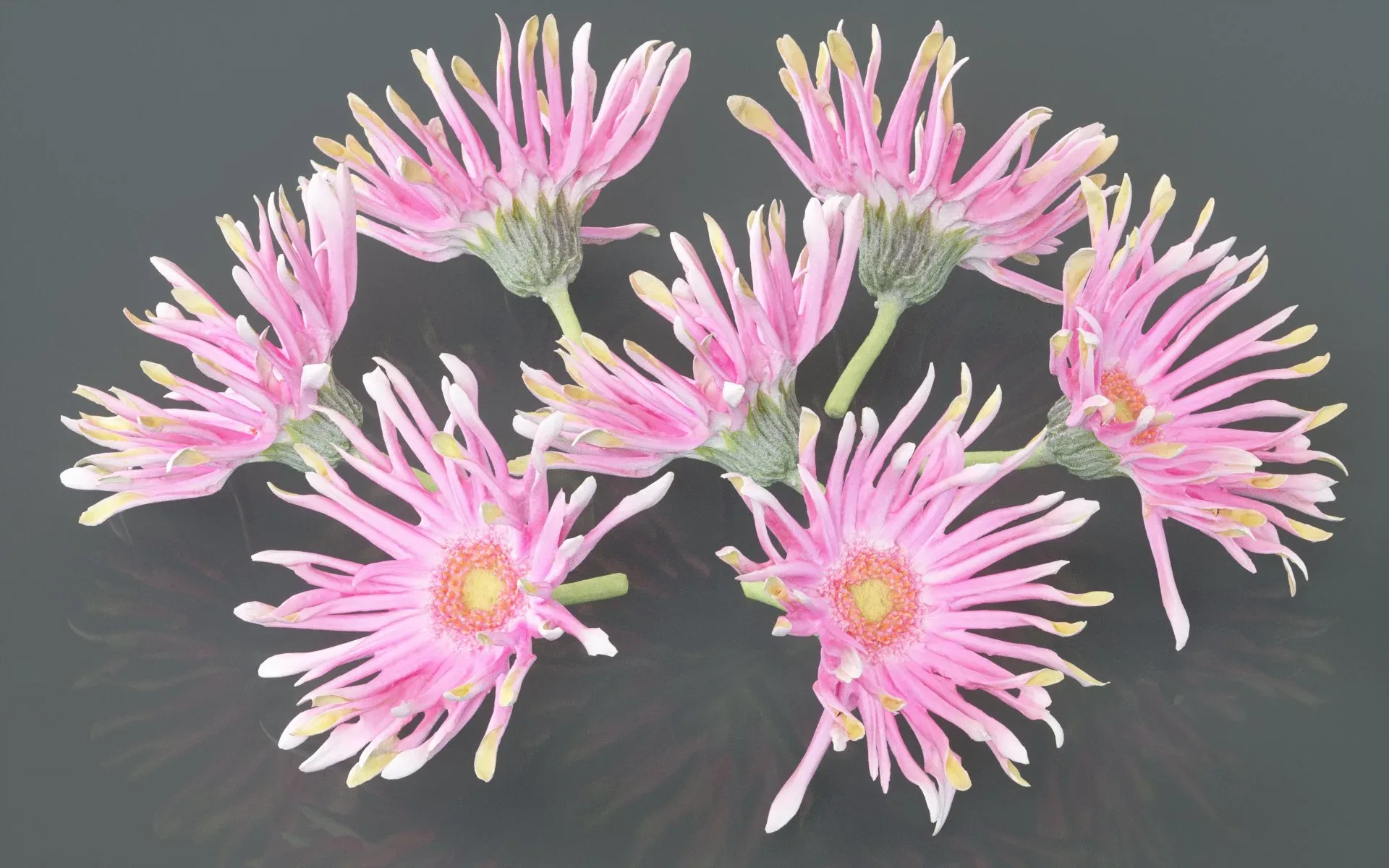 Barberton Daisy Gerbera Jamesonii 2