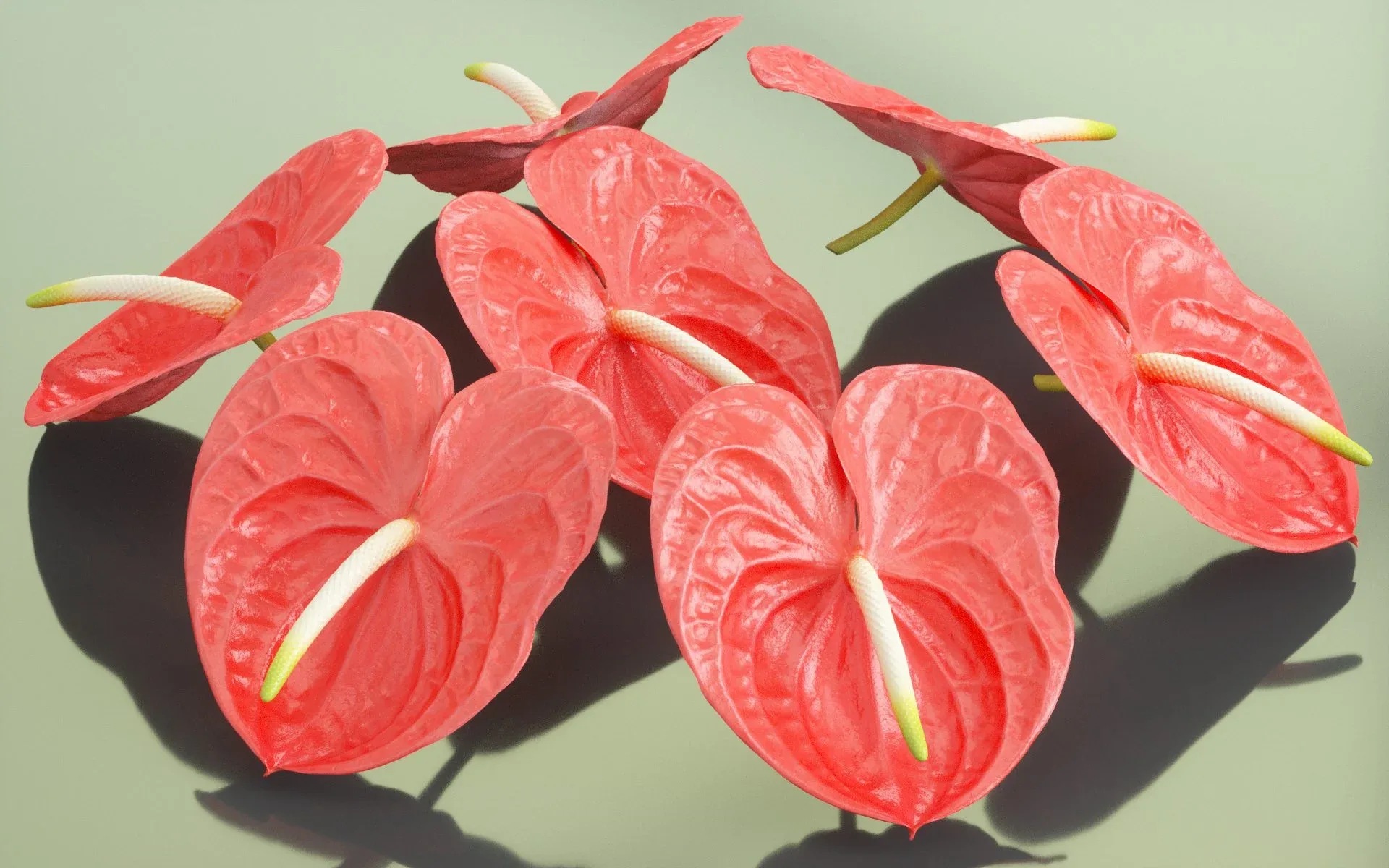 Painters Palette Anthurium Andraeanum Laceleaf