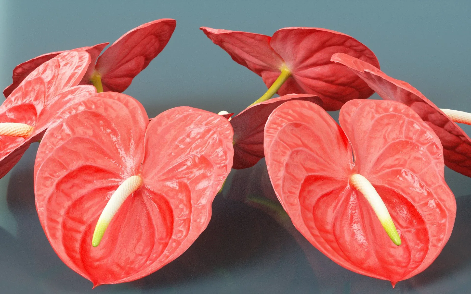 Painters Palette Anthurium Andraeanum Laceleaf