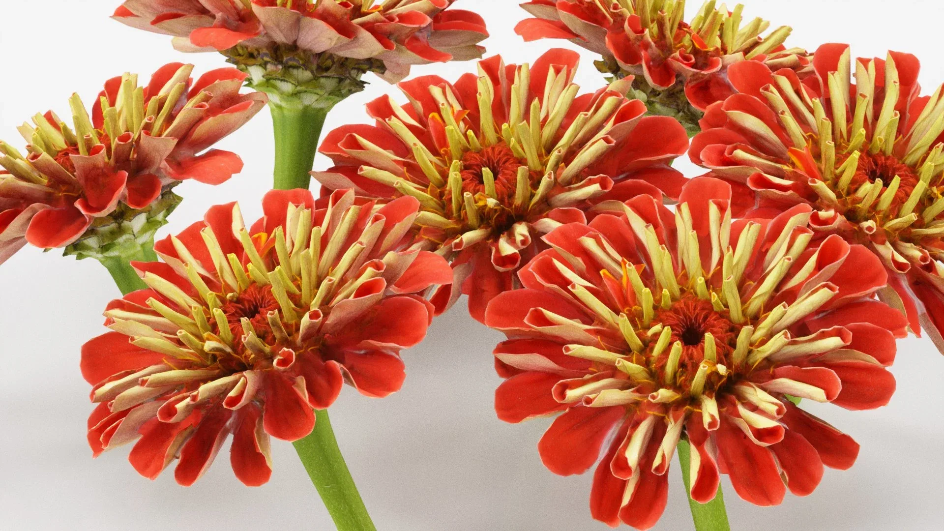 Elegant Zinnia Red