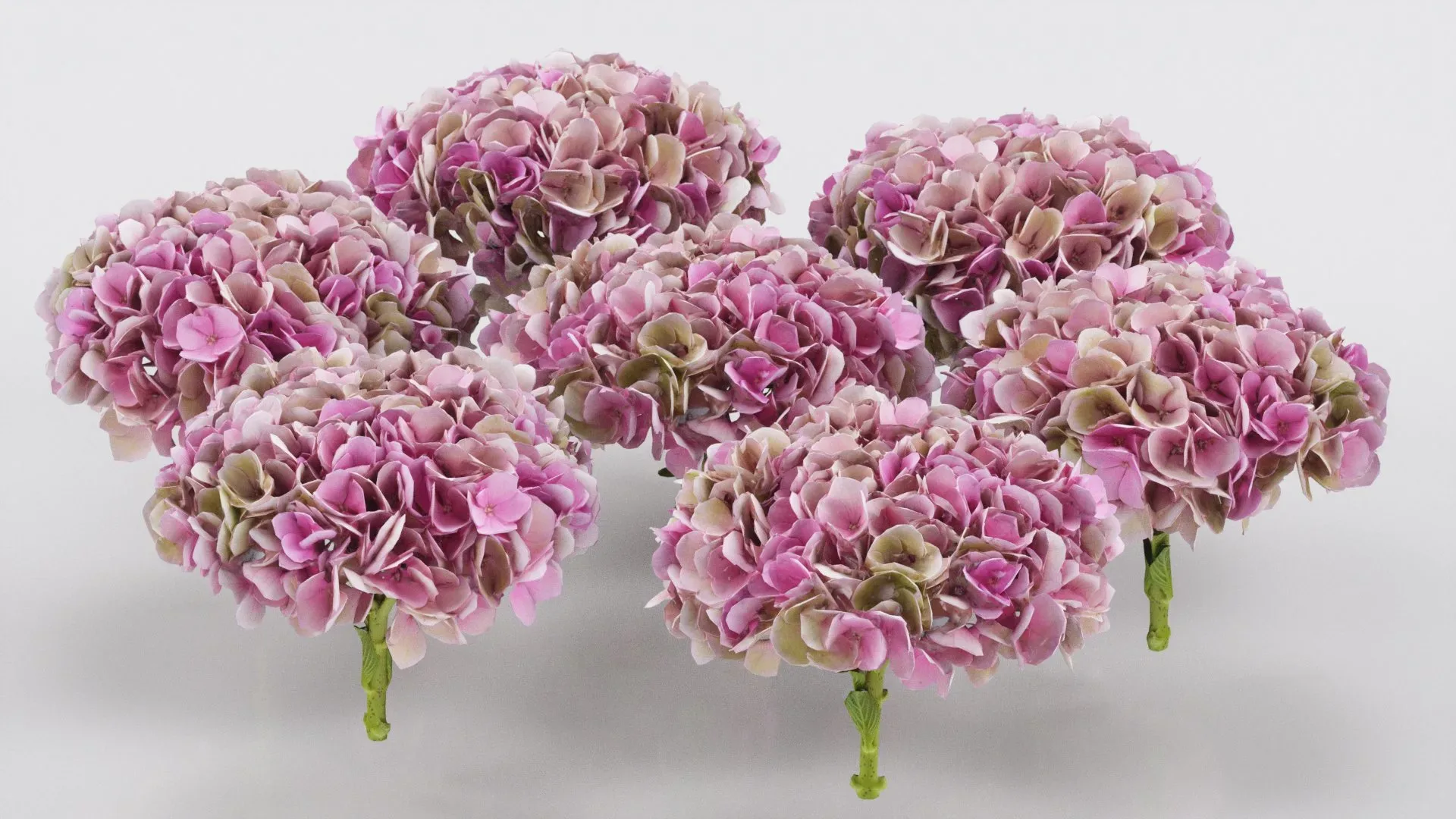 Mophead Hydrangea