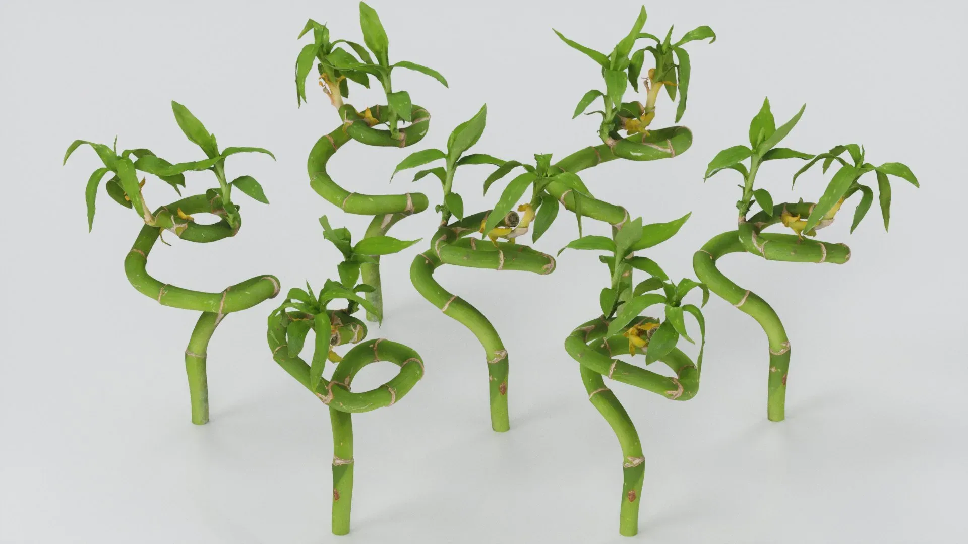 Ribbon Dracaena