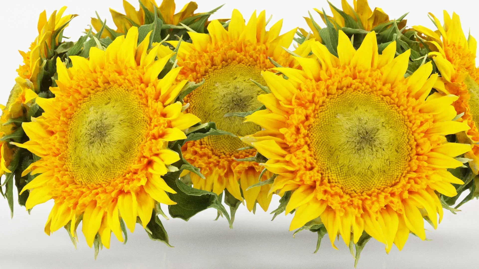 Sunflower Yellow