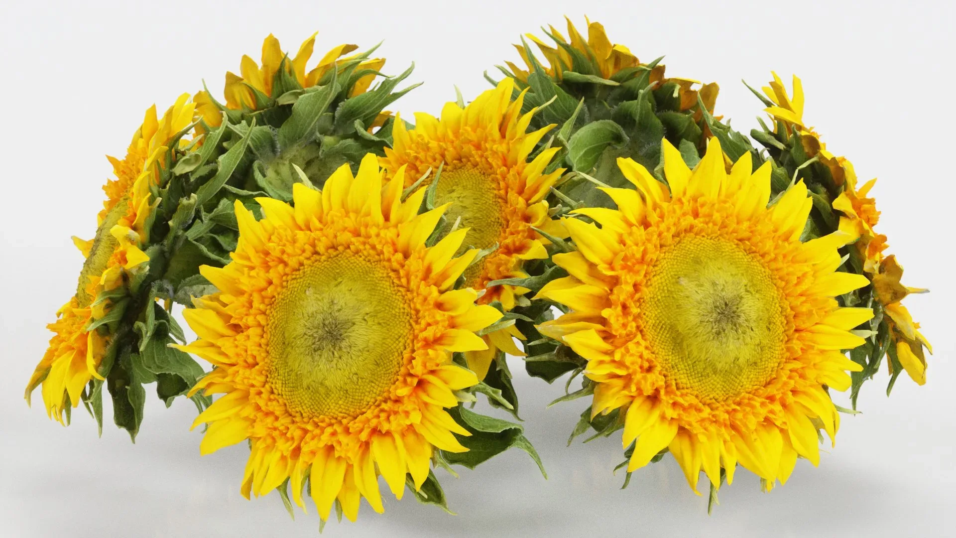 Sunflower Yellow