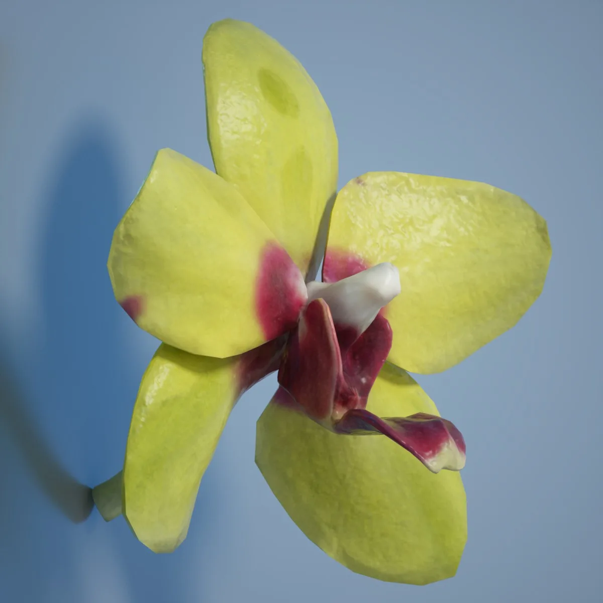 Orchid Flower 5