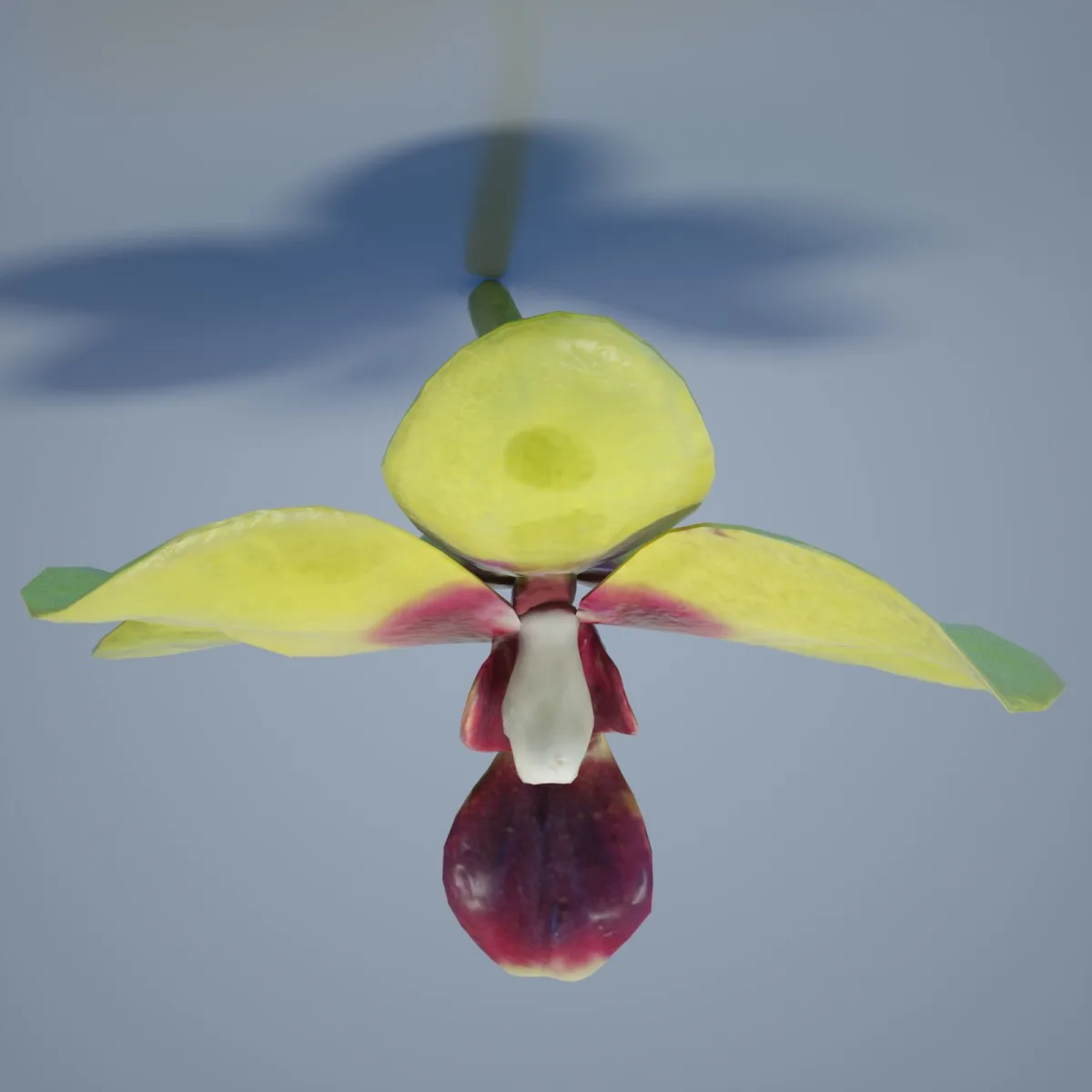 Orchid Flower 5