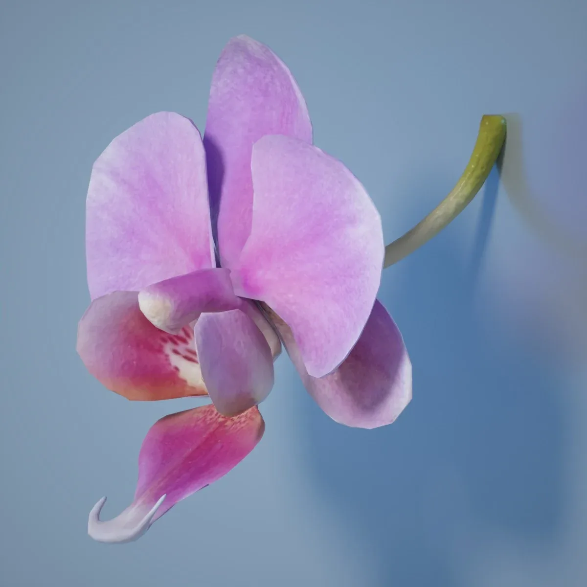 Orchid Flower 6