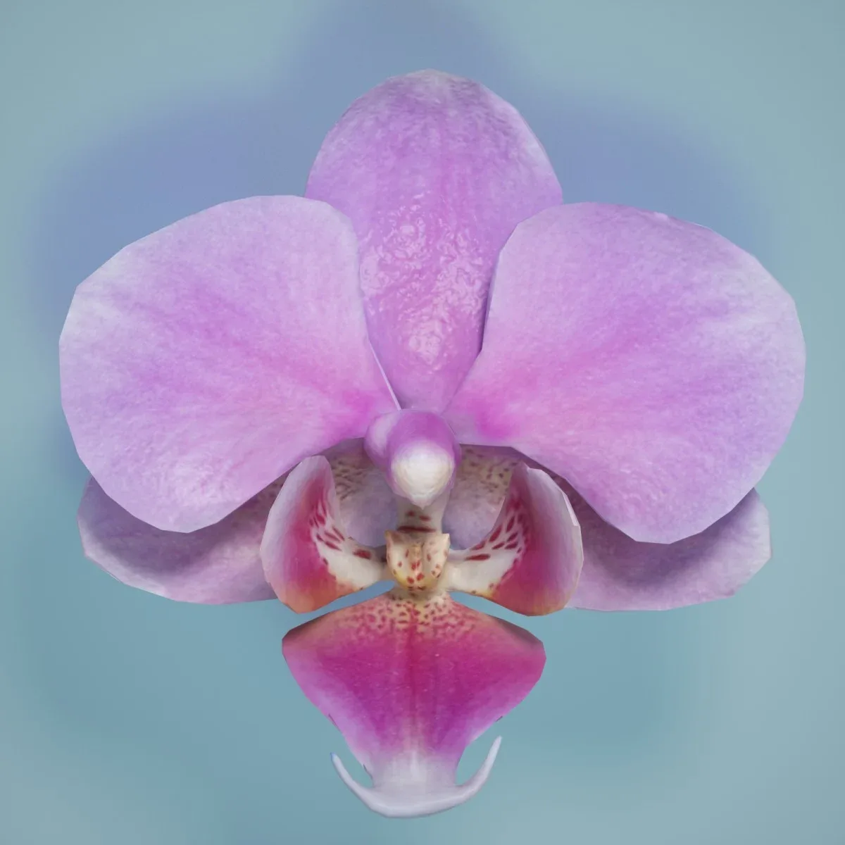 Orchid Flower 6