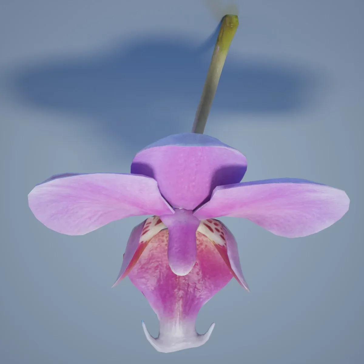 Orchid Flower 6