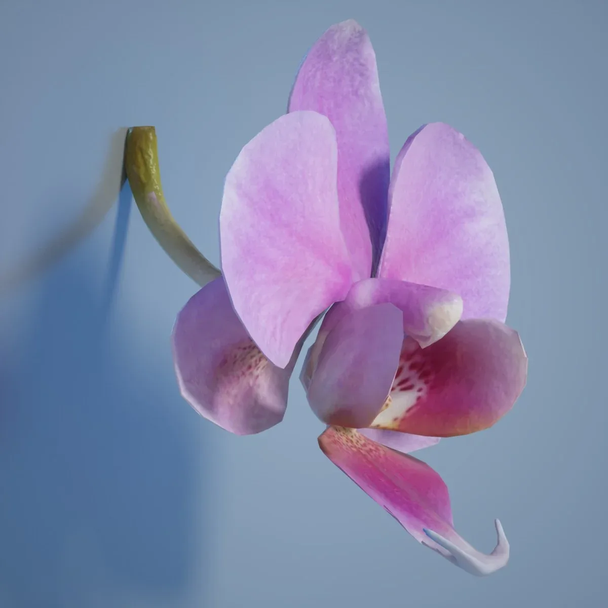 Orchid Flower 6