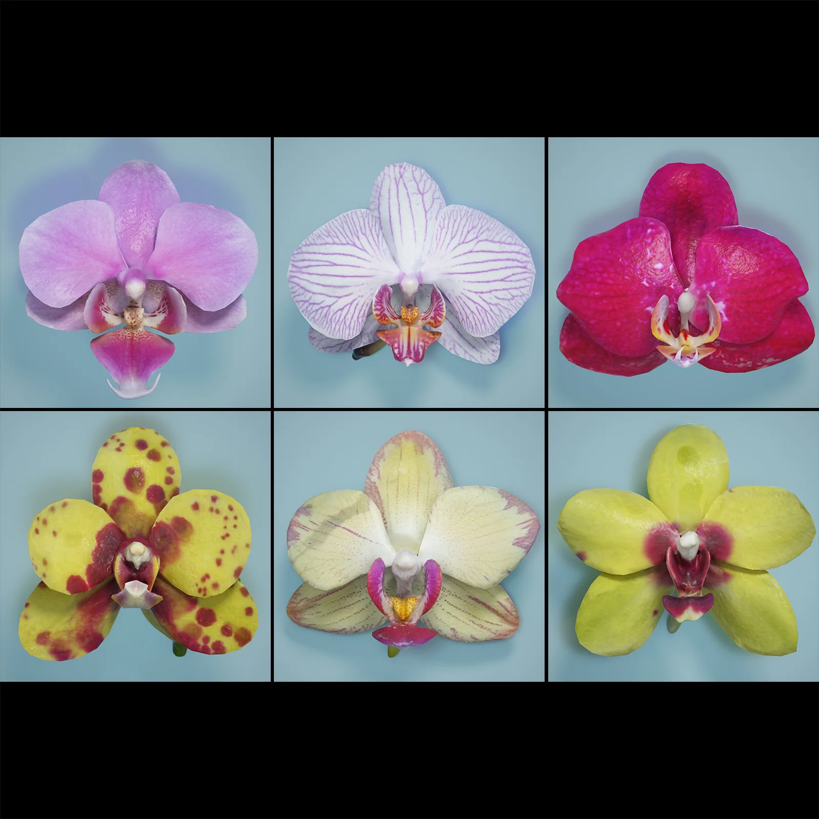 6 Orchid Flower Collection