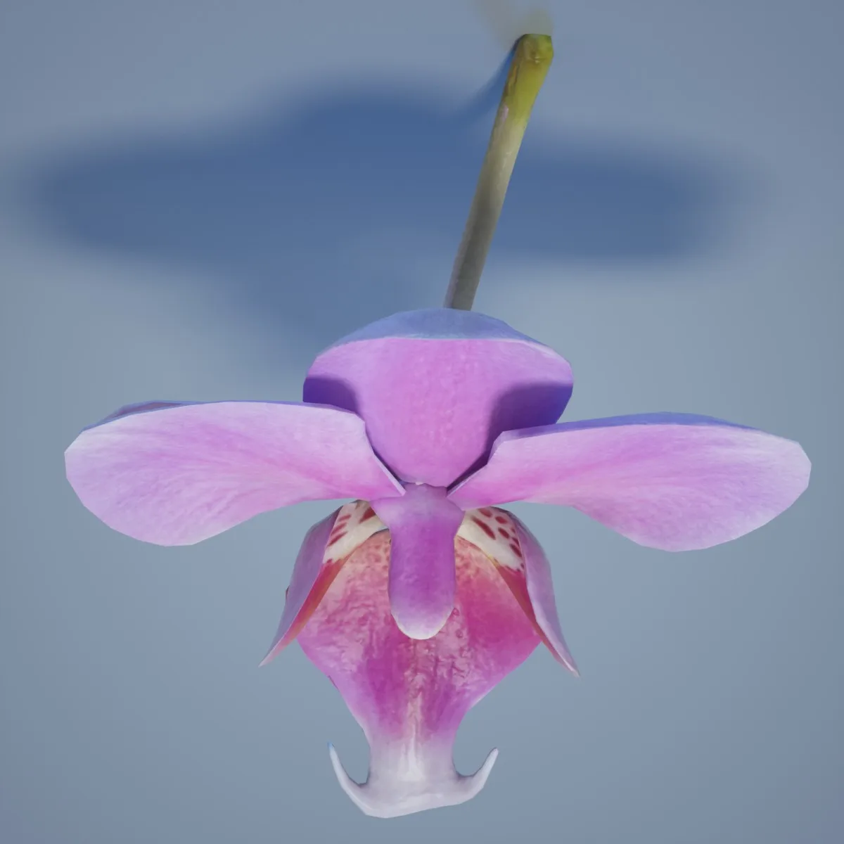 6 Orchid Flower Collection