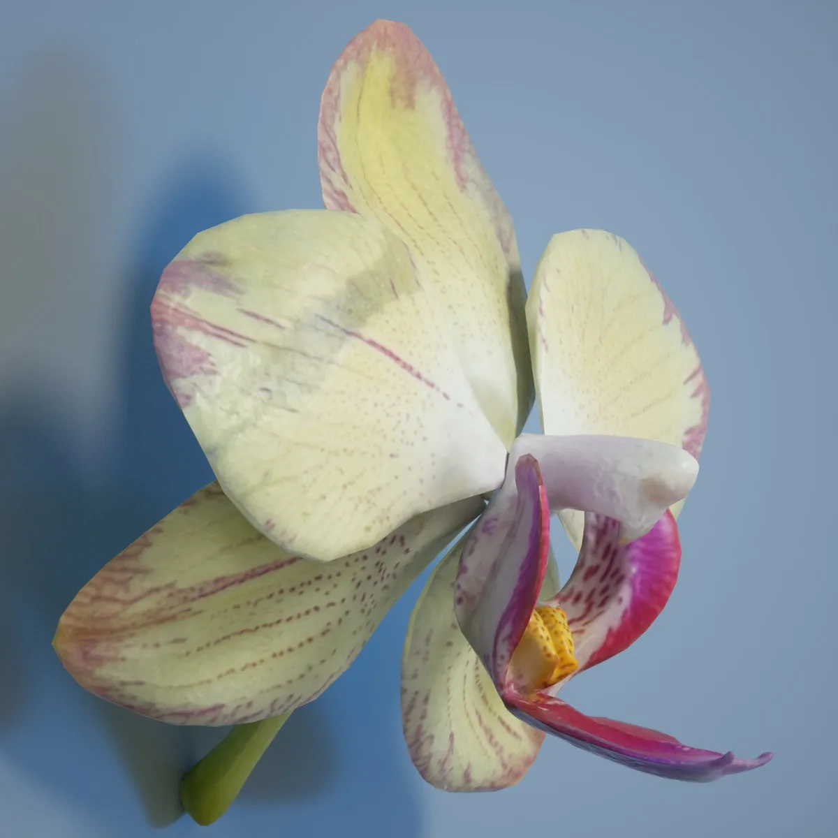 6 Orchid Flower Collection