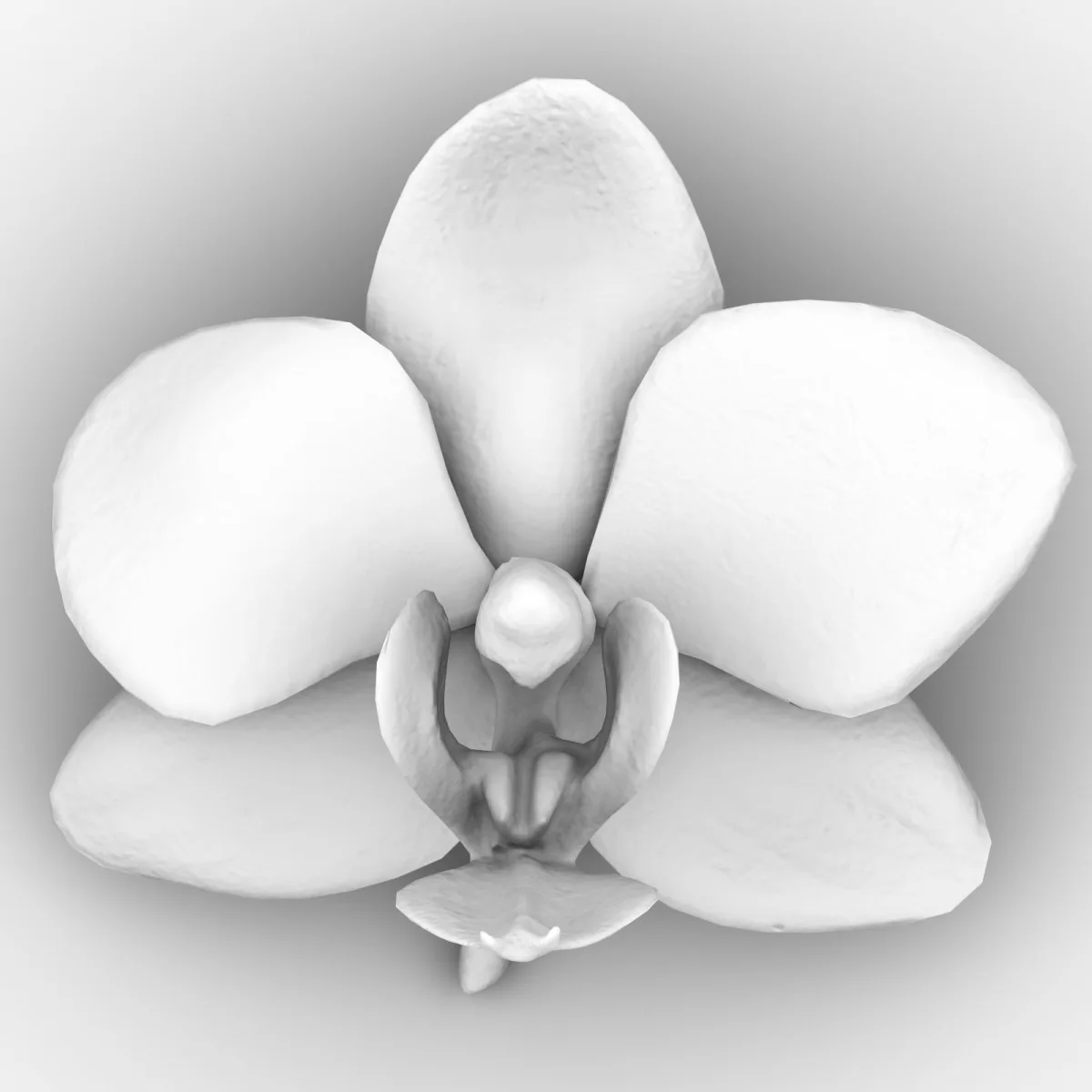 6 Orchid Flower Collection