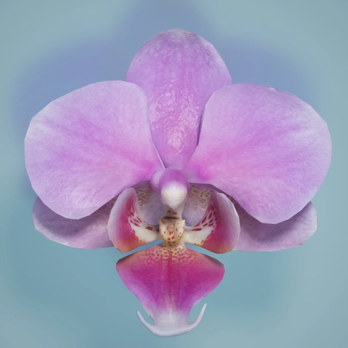 6 Orchid Flower Collection