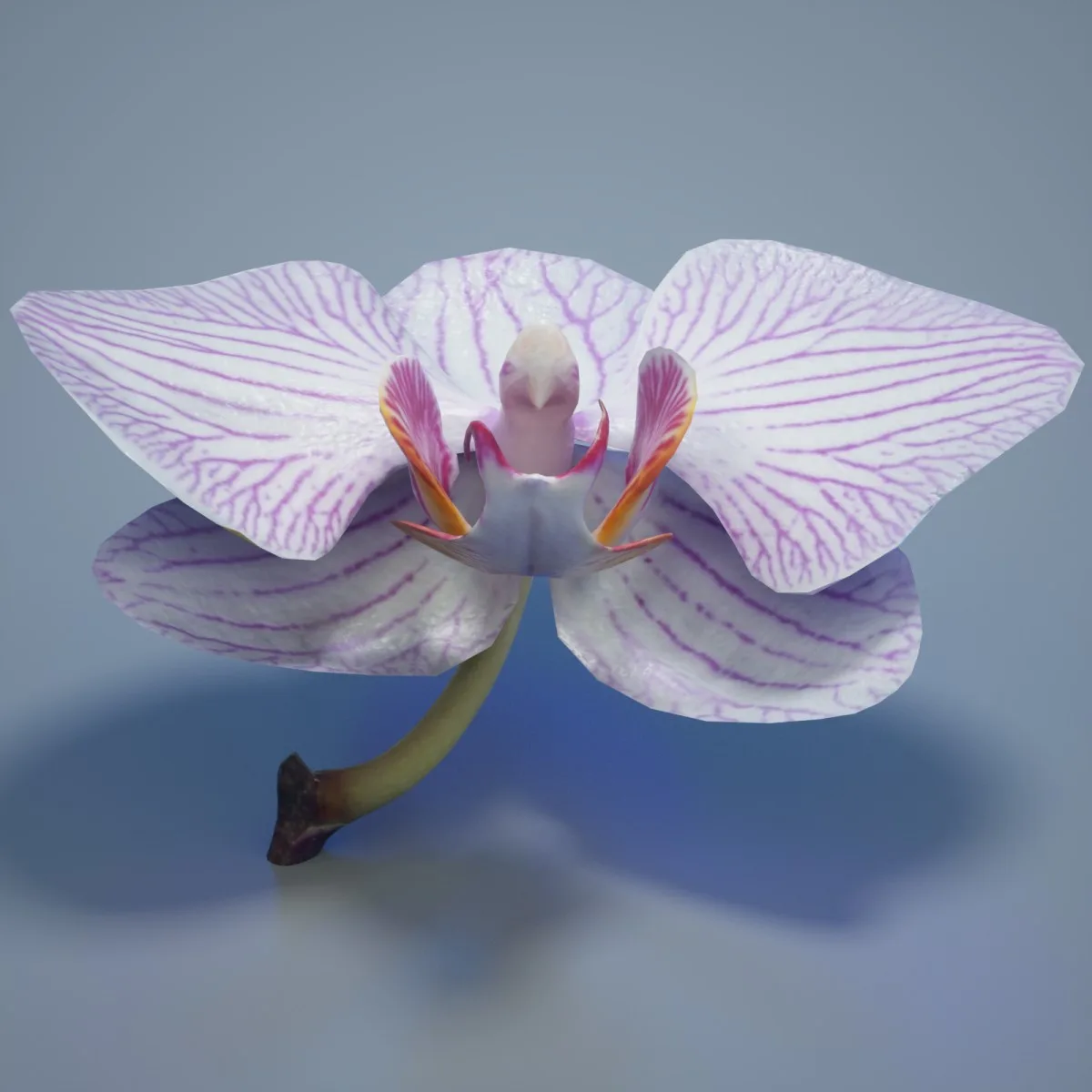 6 Orchid Flower Collection