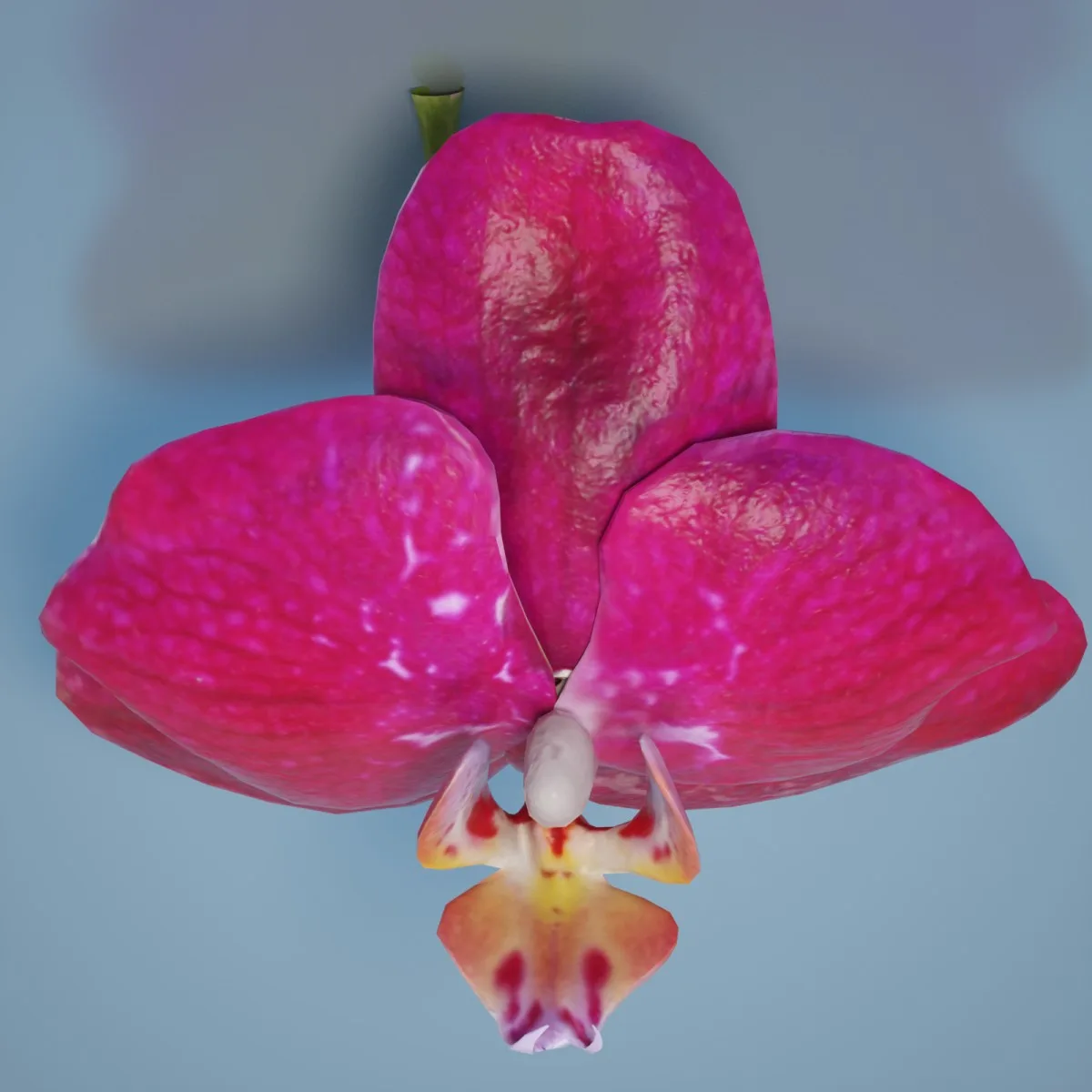 6 Orchid Flower Collection