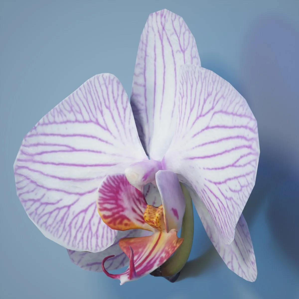 6 Orchid Flower Collection
