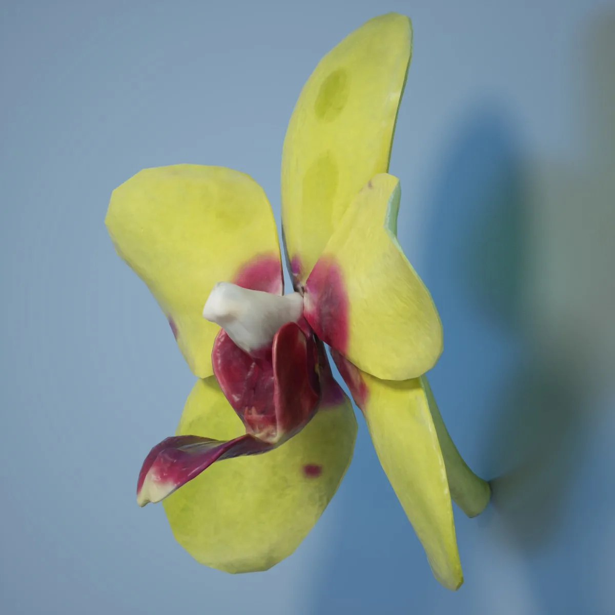 6 Orchid Flower Collection