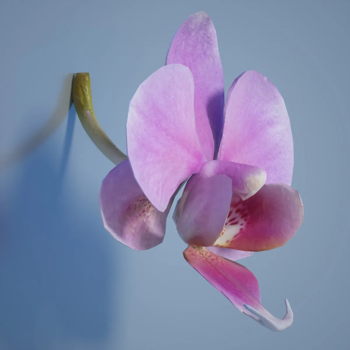 6 Orchid Flower Collection