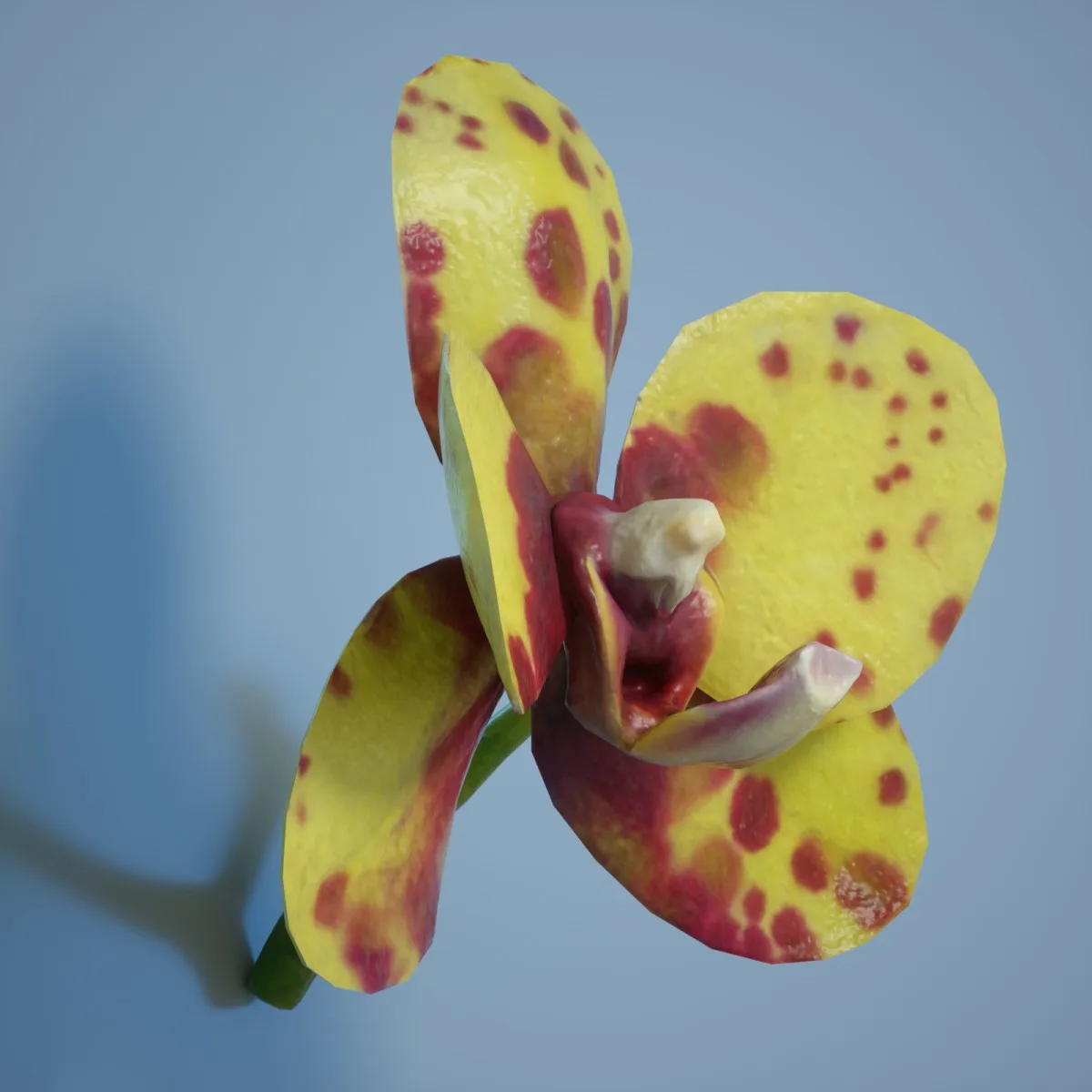 6 Orchid Flower Collection