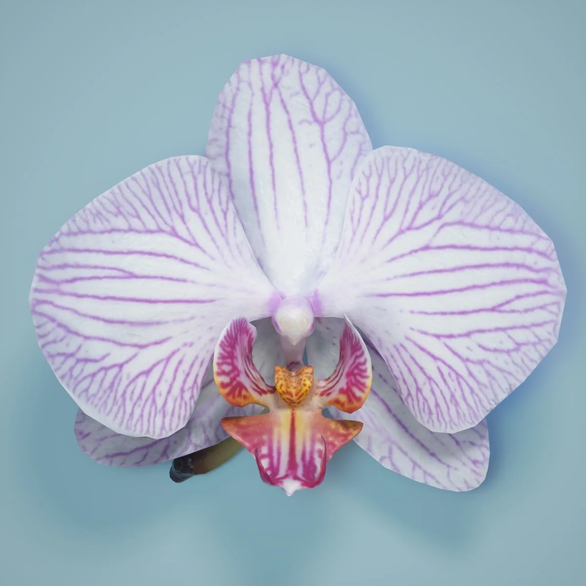 6 Orchid Flower Collection