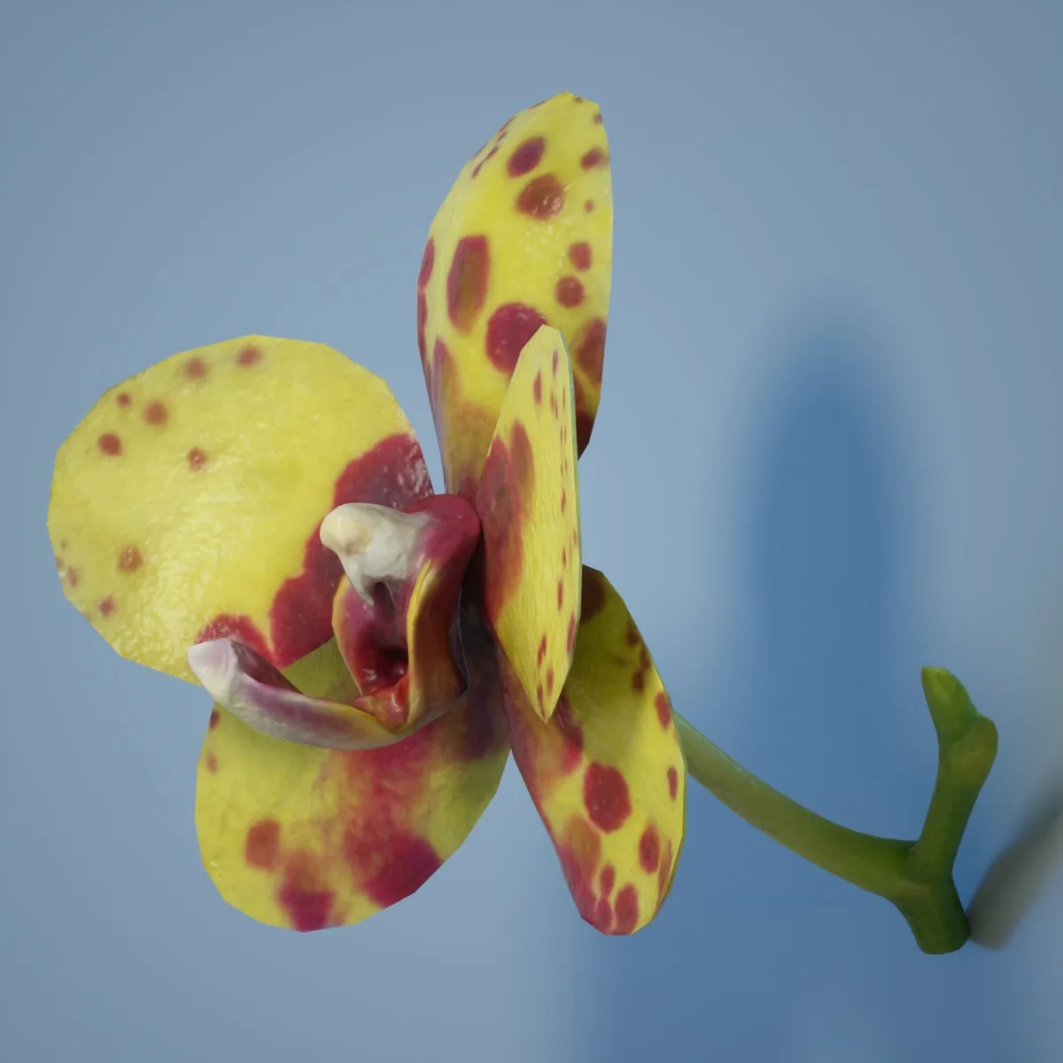 6 Orchid Flower Collection