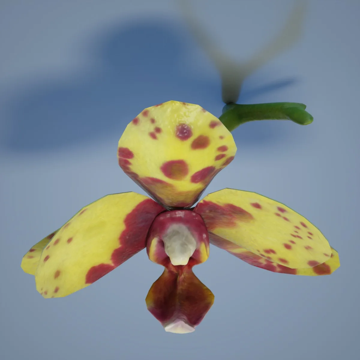 6 Orchid Flower Collection