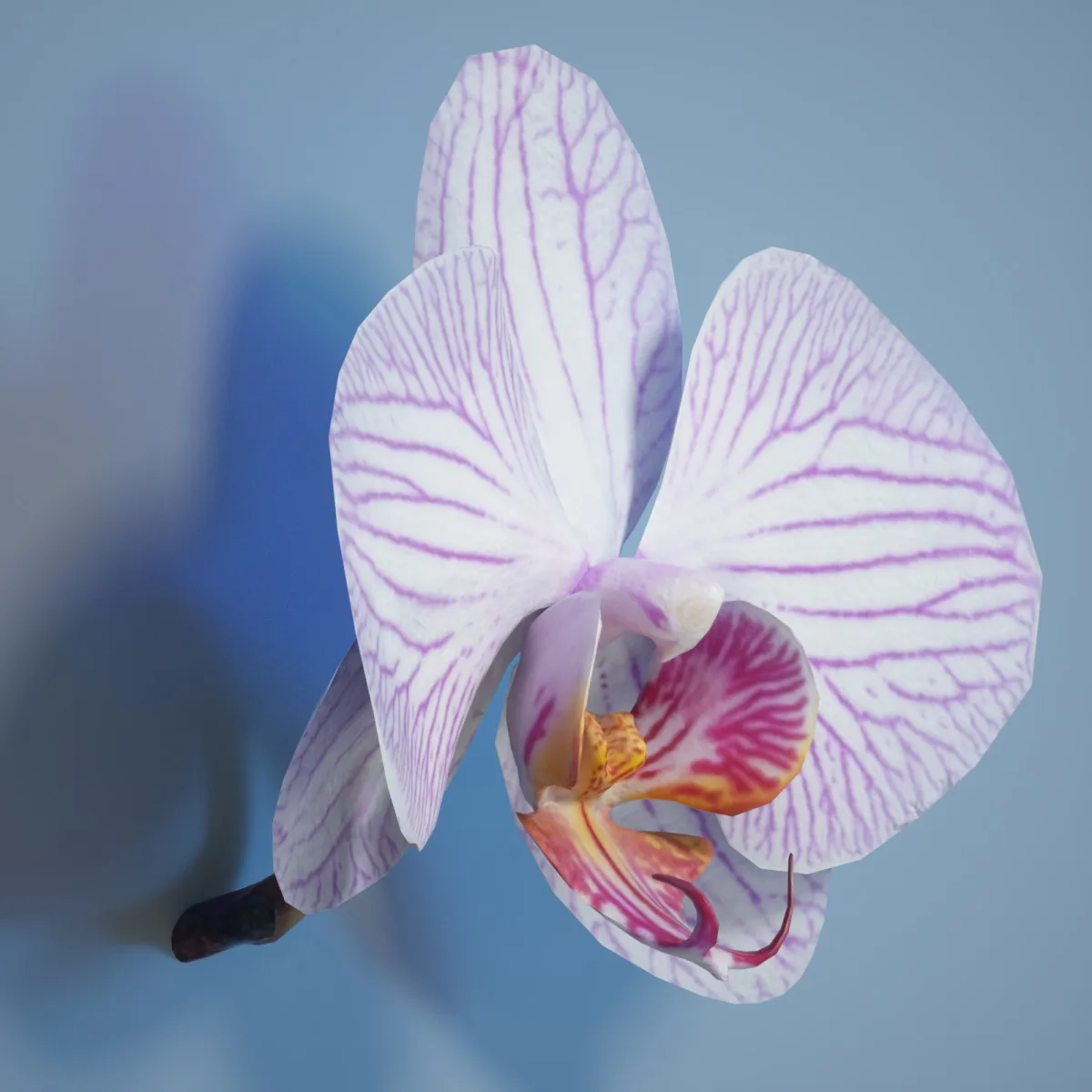 6 Orchid Flower Collection