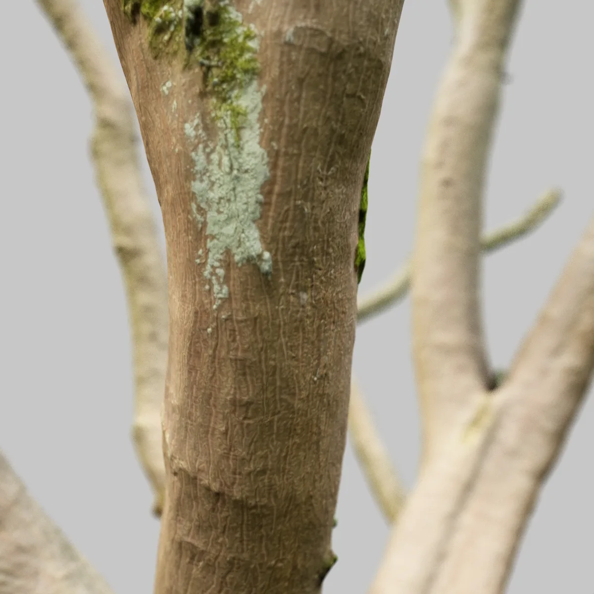 Curly Tree