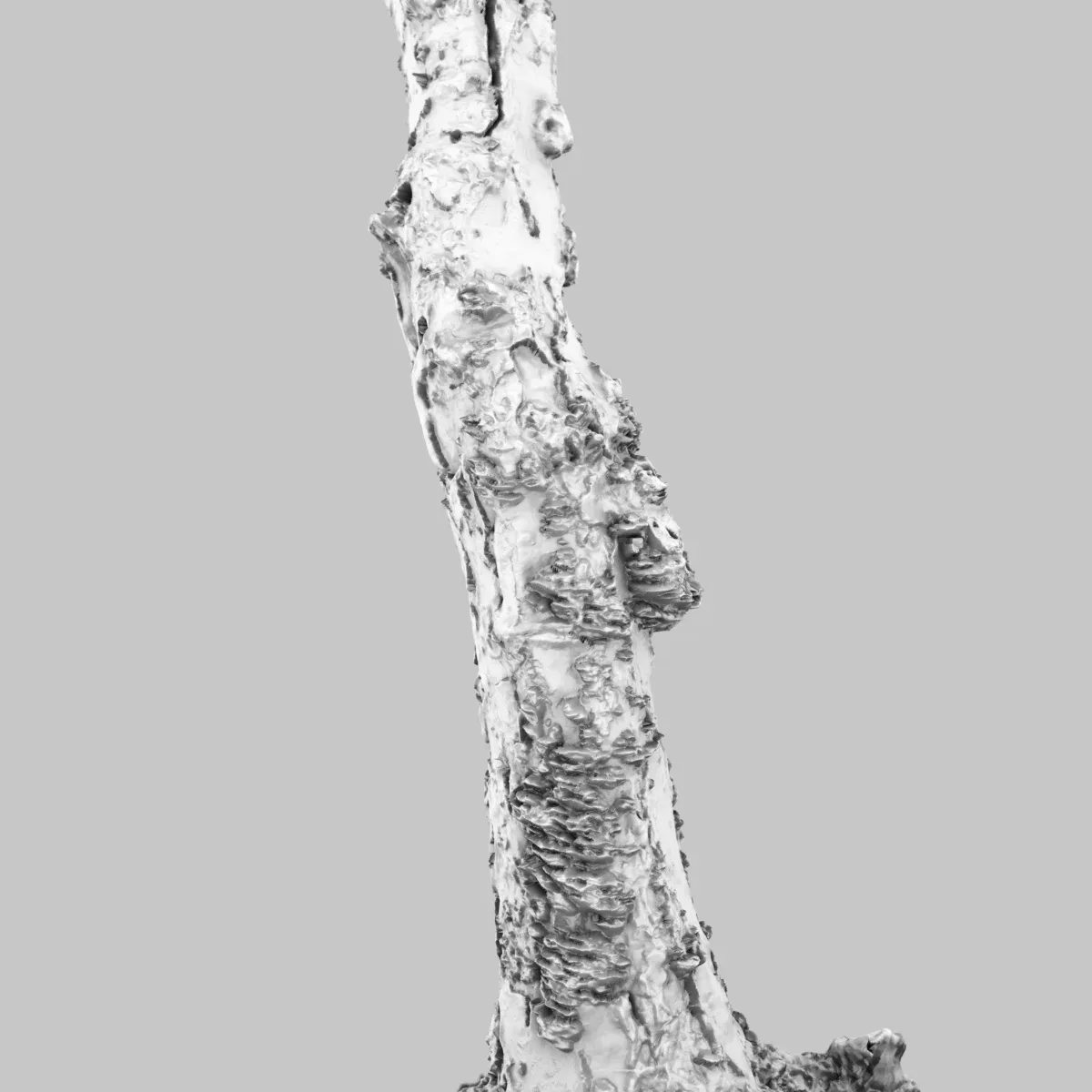 Cute Stump Bark Tree