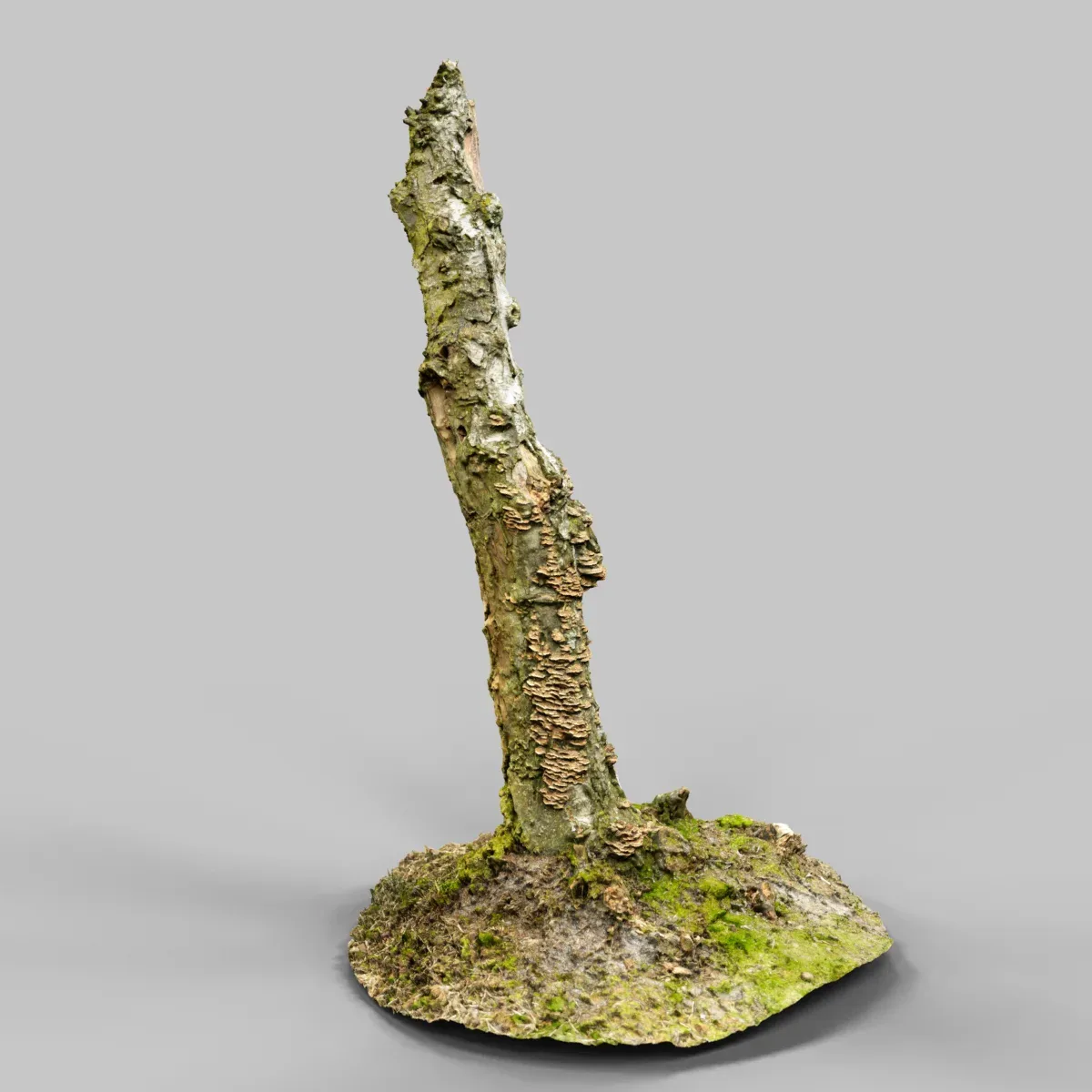 Cute Stump Bark Tree