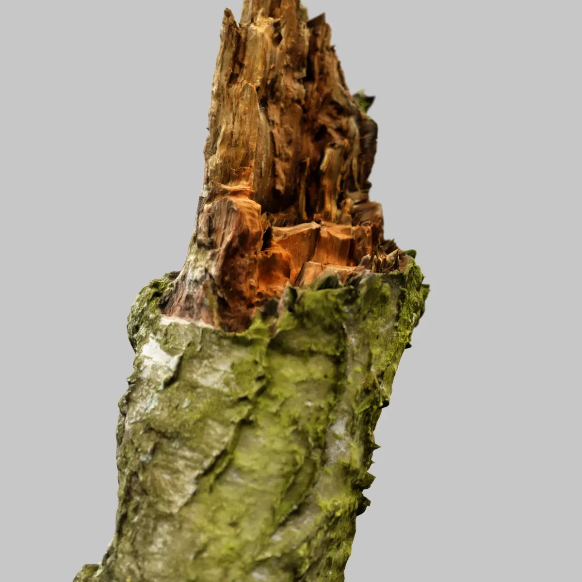 Cute Stump Bark Tree