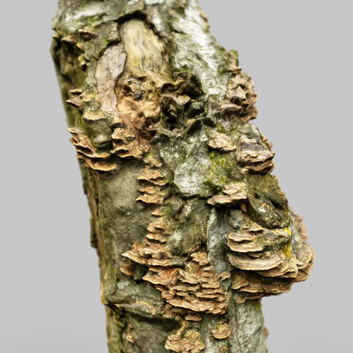 Cute Stump Bark Tree