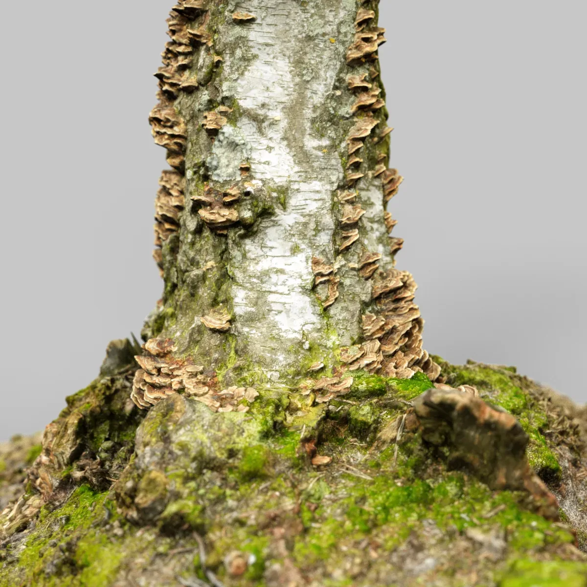 Cute Stump Bark Tree