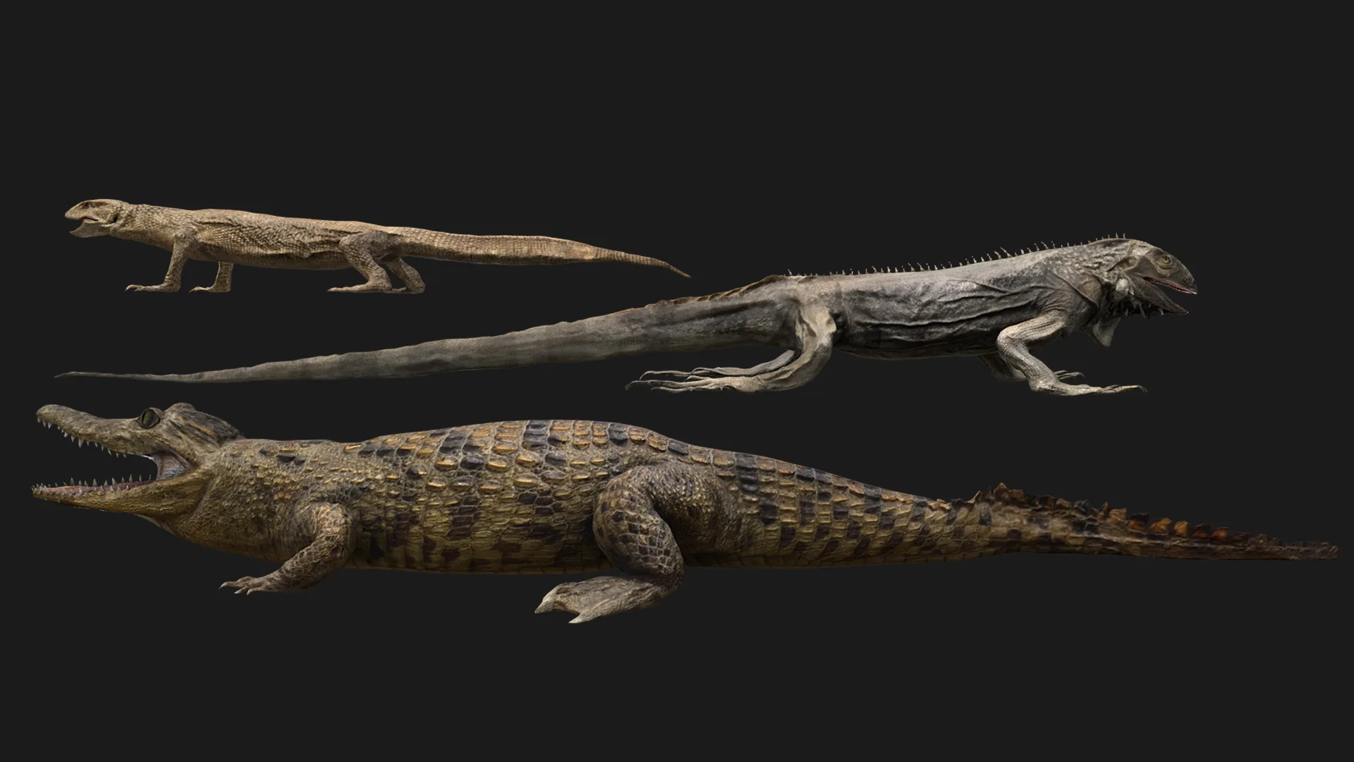 Reptile Crocodile Varan Iguana