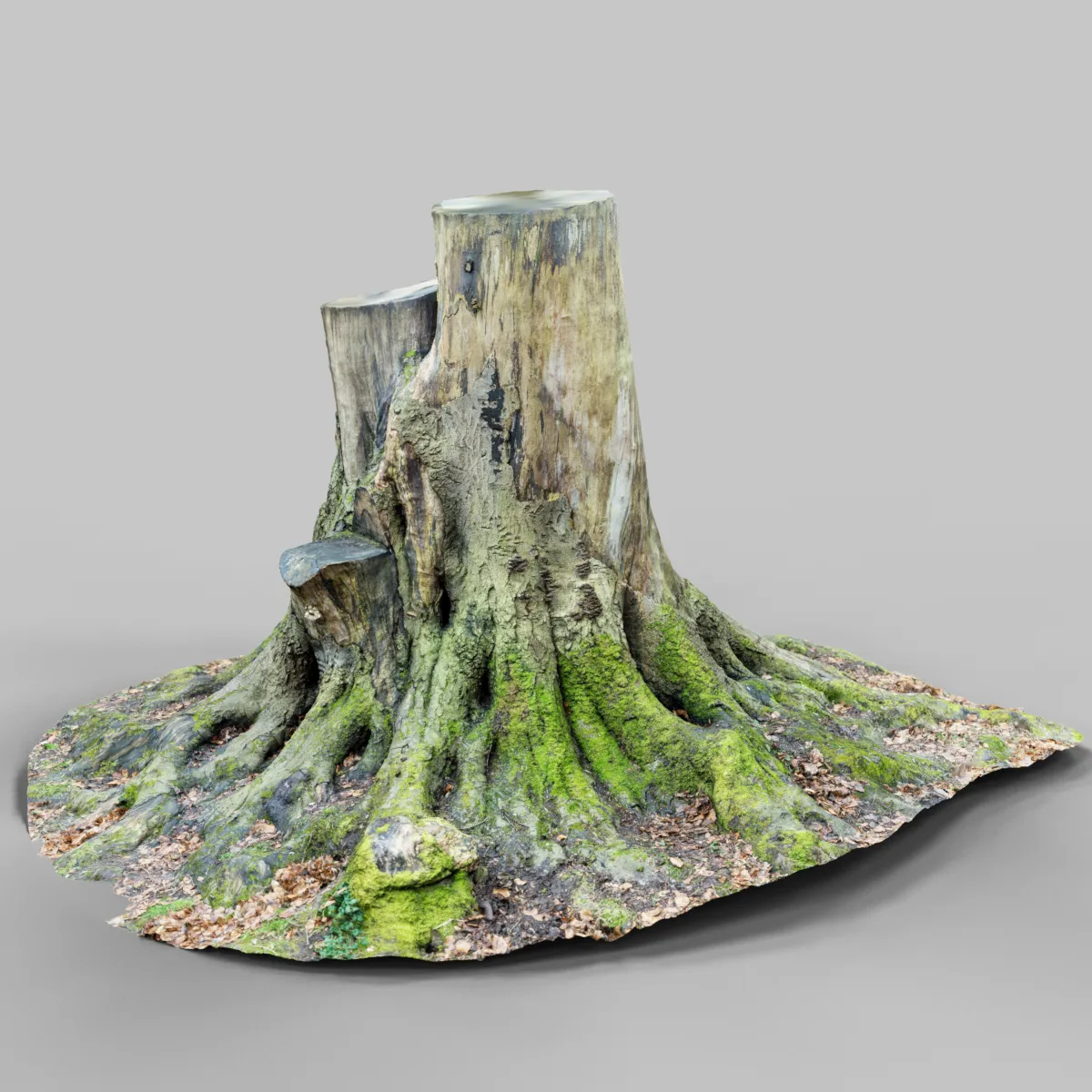 Tree roots 2