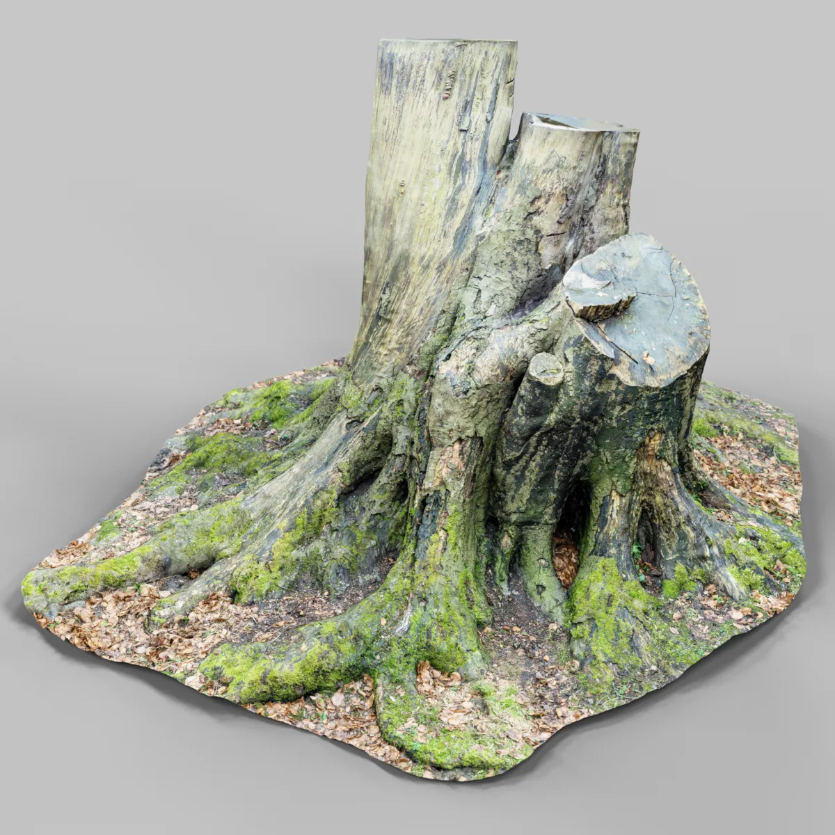 Tree roots 2