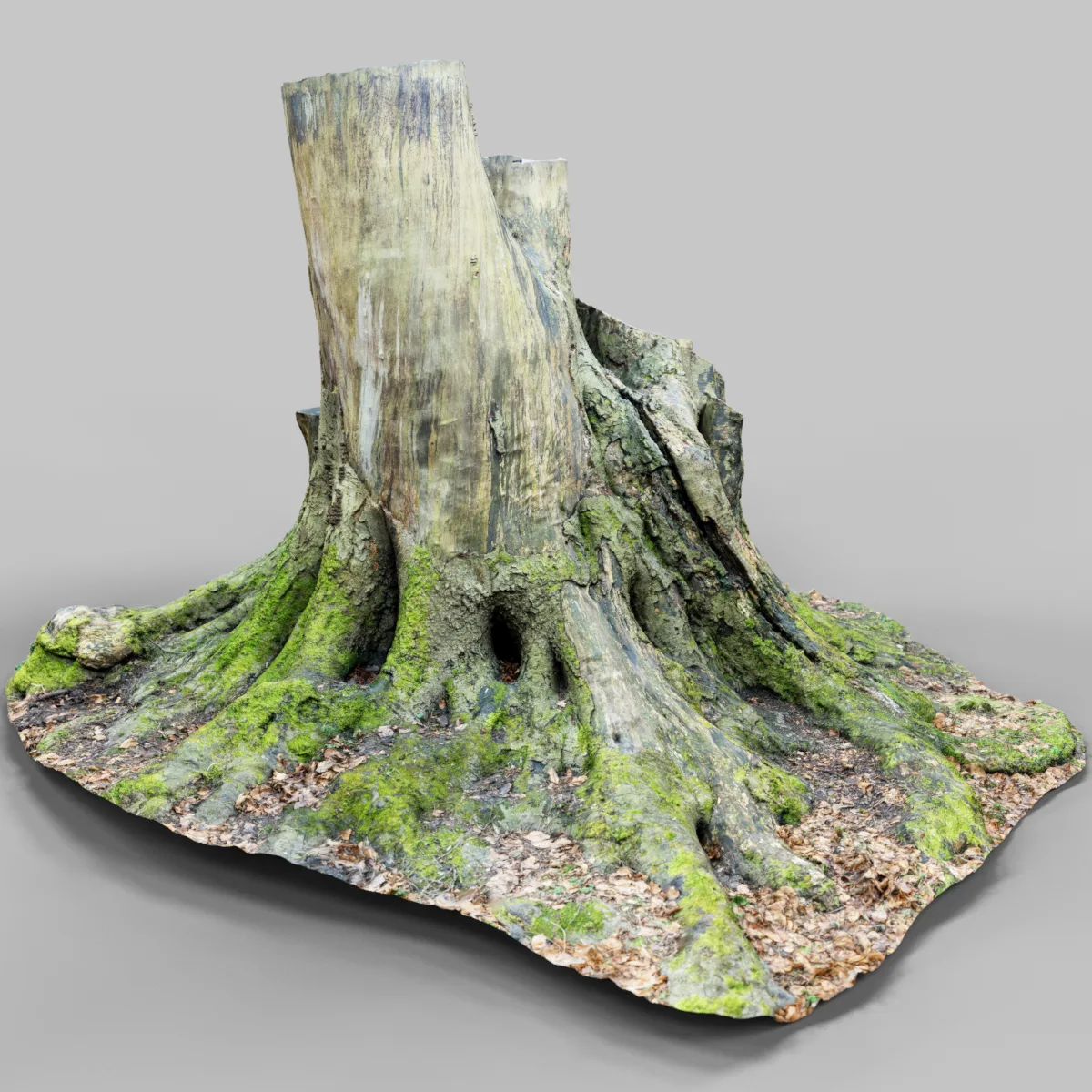 Tree roots 2