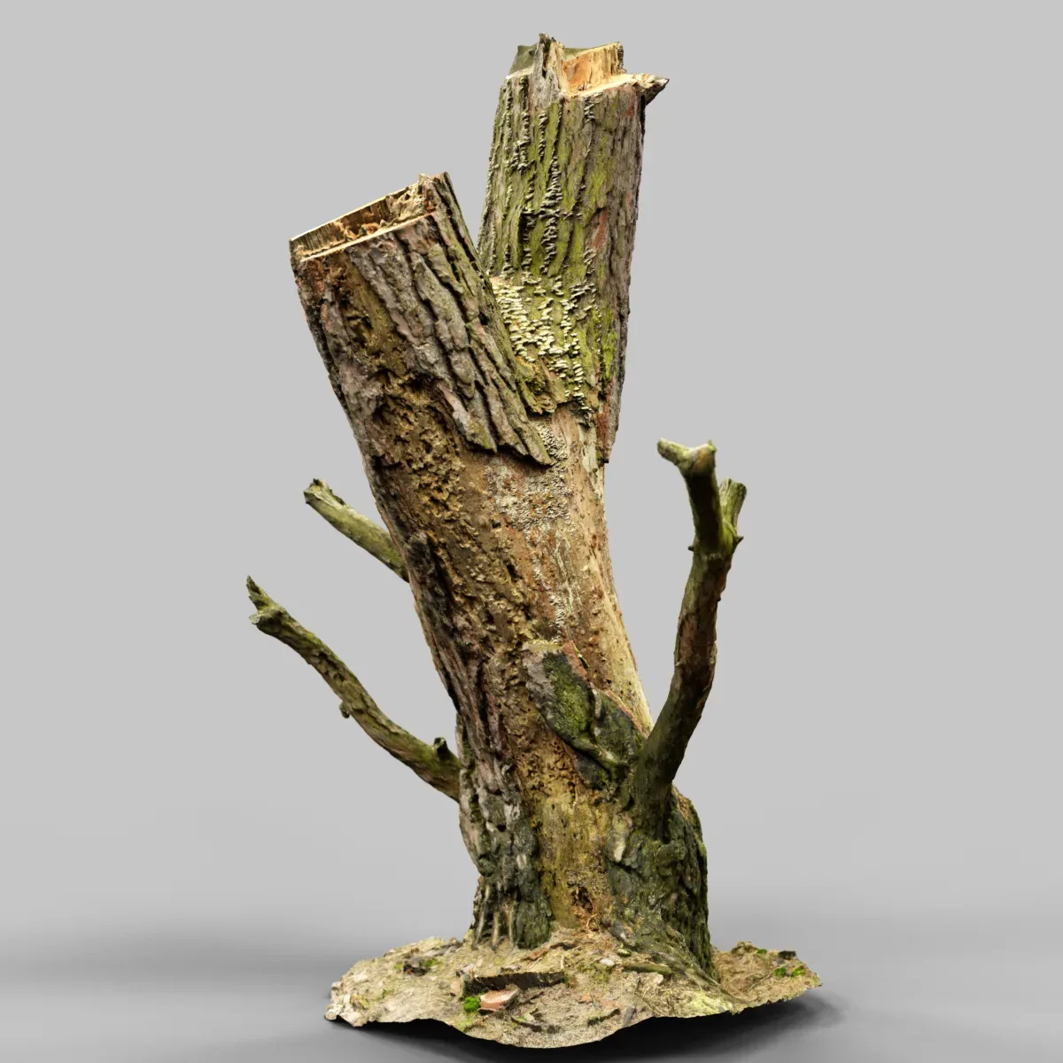 Stumpy the tree stump