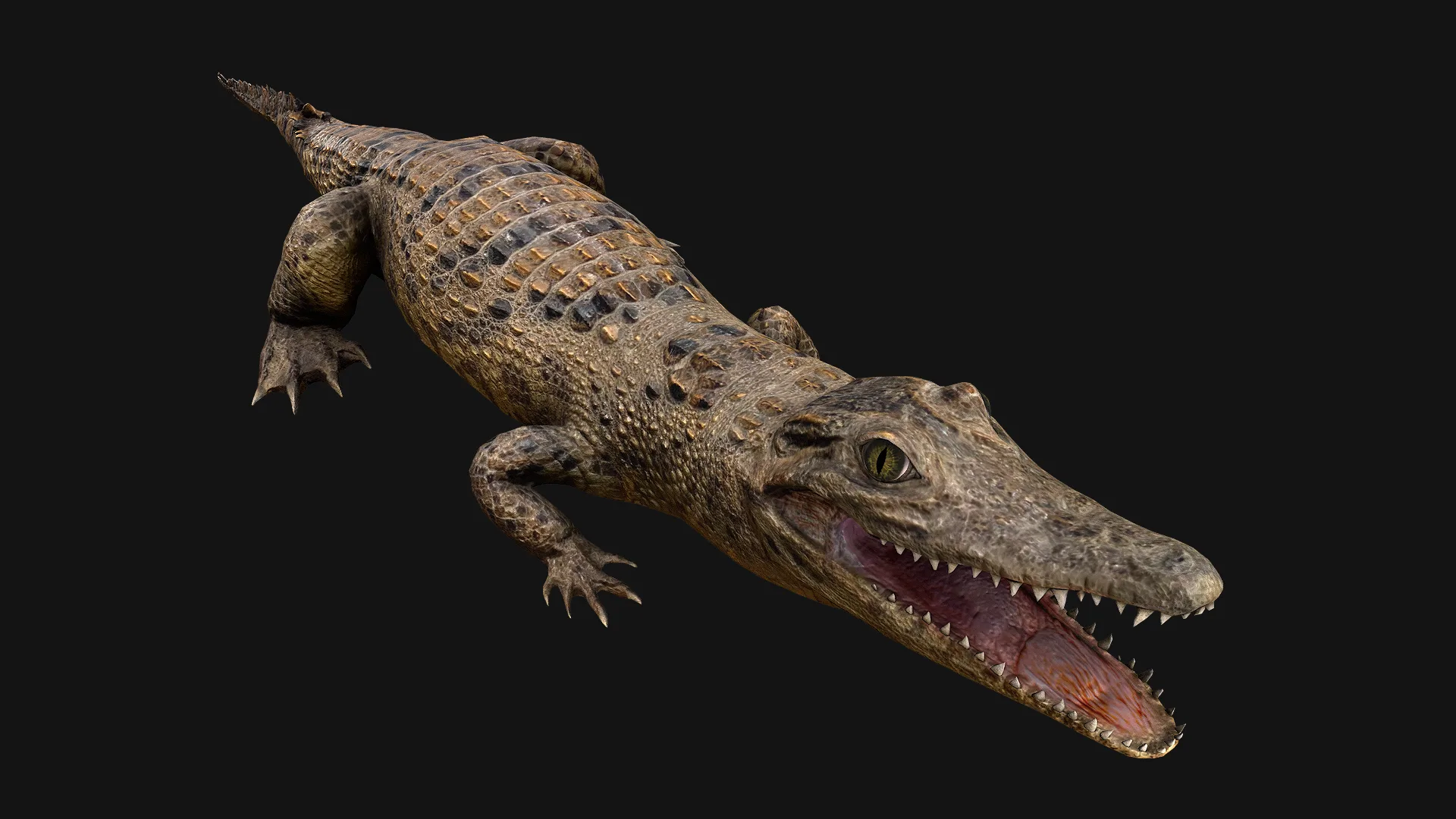 Reptile Crocodile Varan Iguana