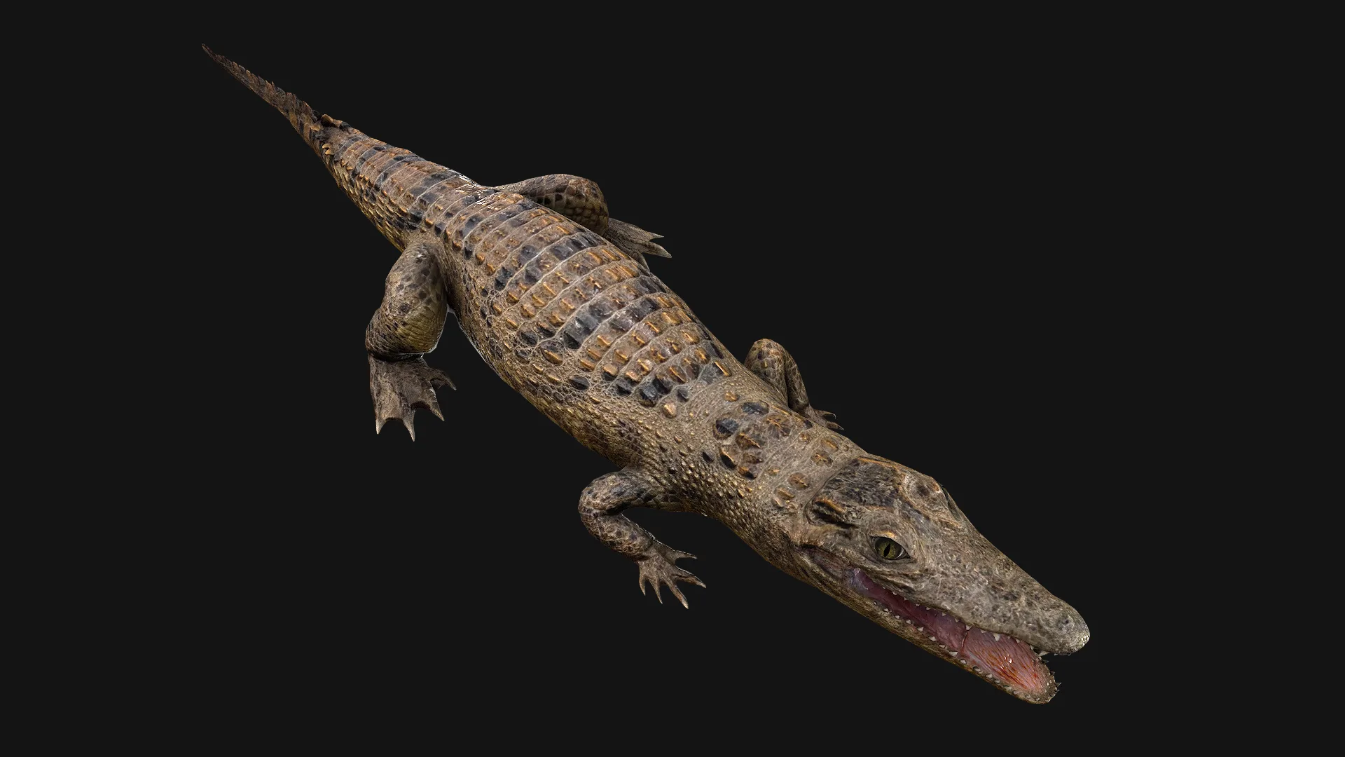 Reptile Crocodile Varan Iguana