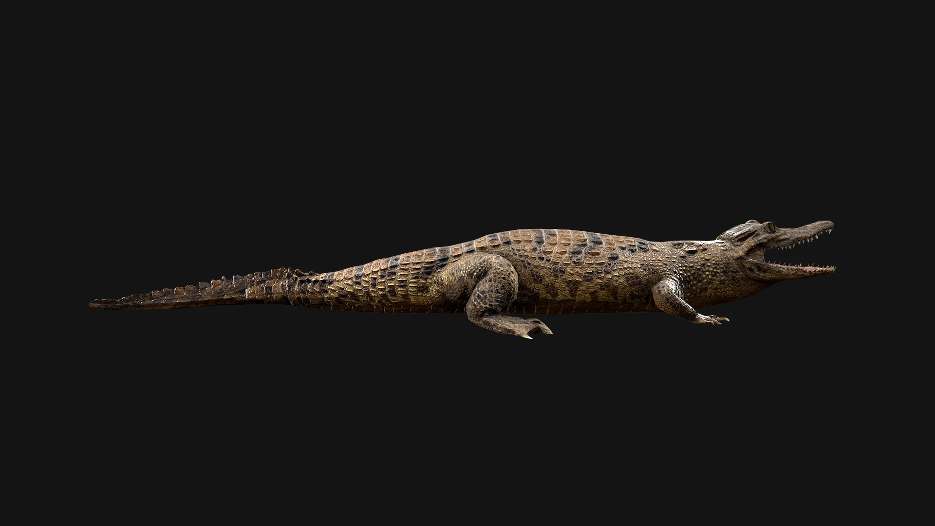 Reptile Crocodile Varan Iguana