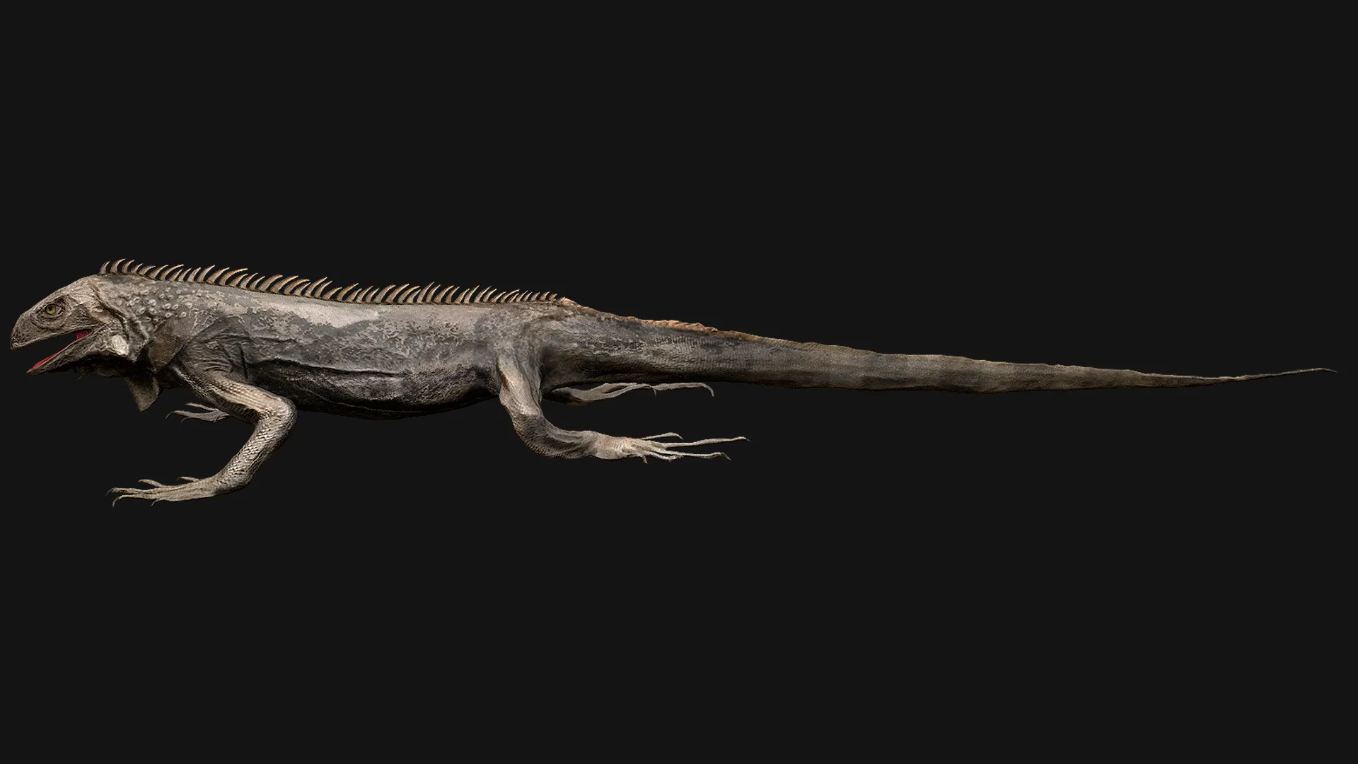 Reptile Crocodile Varan Iguana