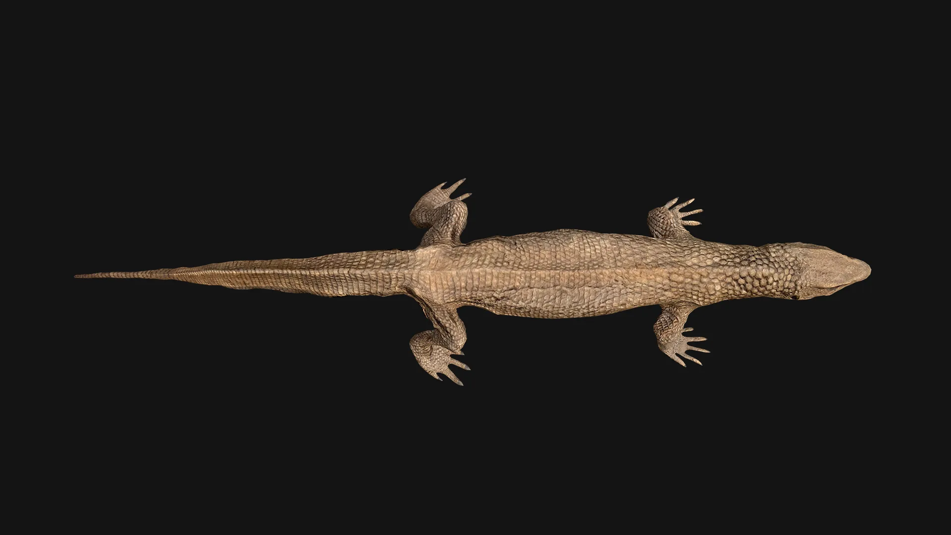 Reptile Crocodile Varan Iguana