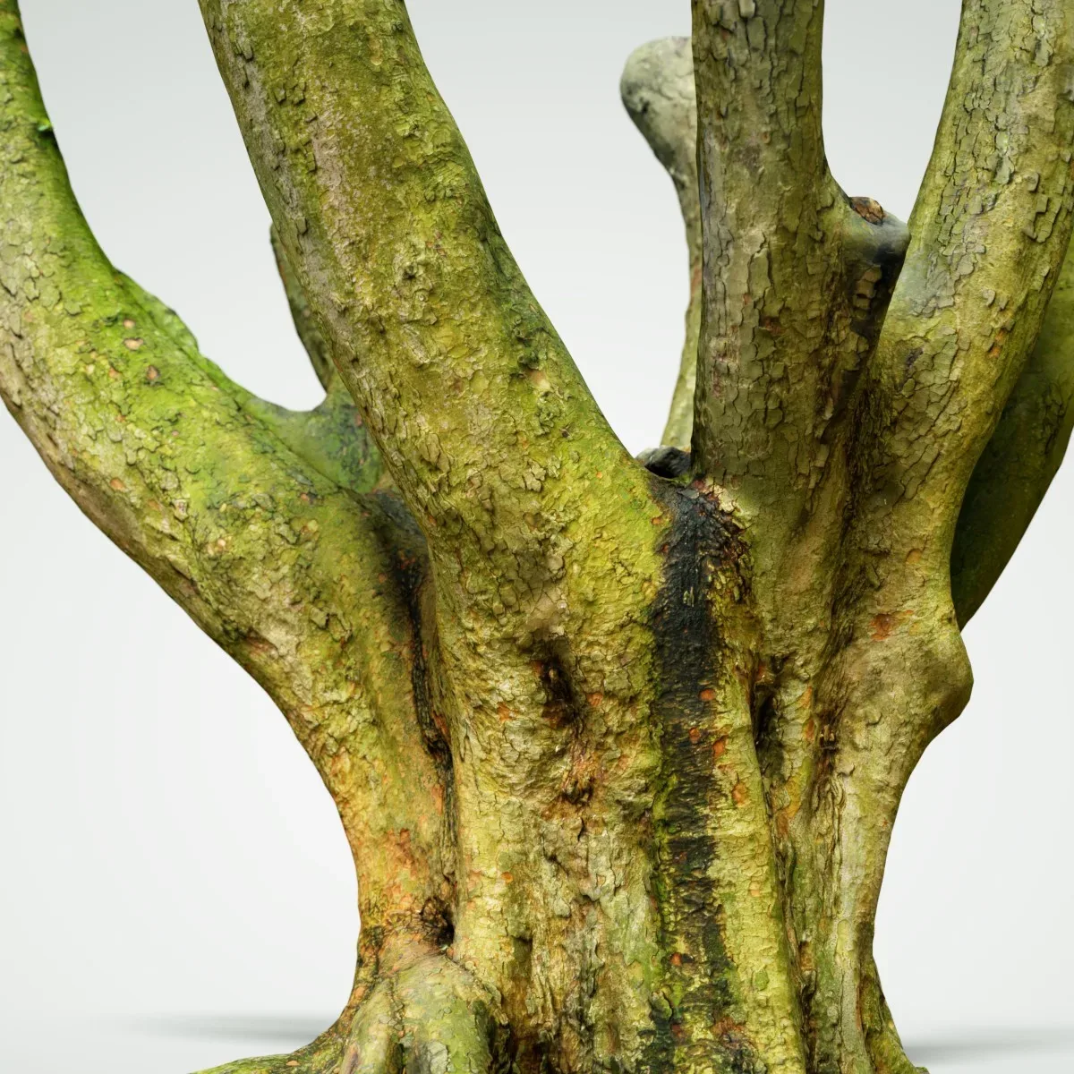 Tree 1